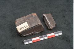 Foto (Seitenansicht) von Plantae indet.  (NHMW-GEO-2024-0188-11578)